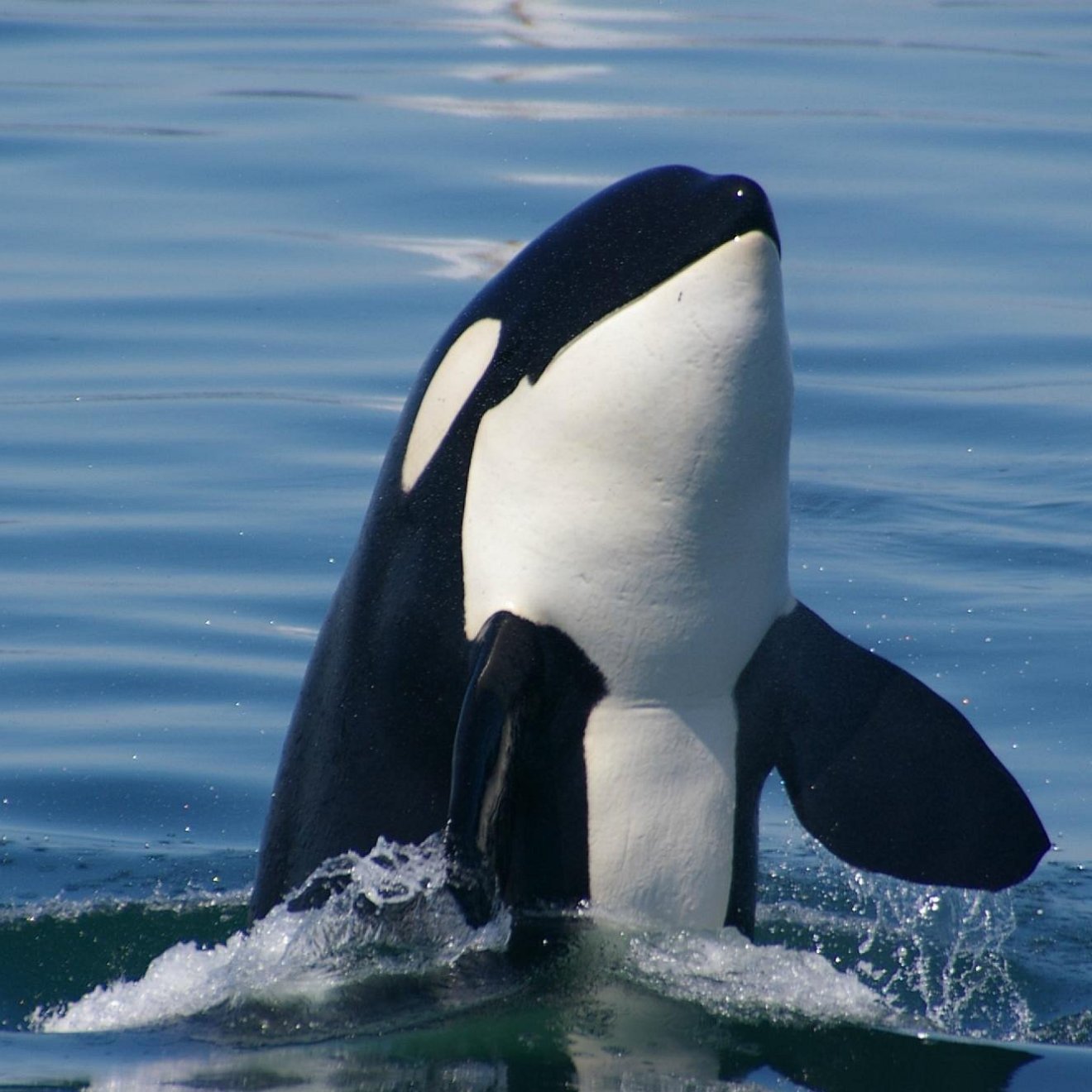 Orca emerging vertically from the water, displaying its black and white markings.