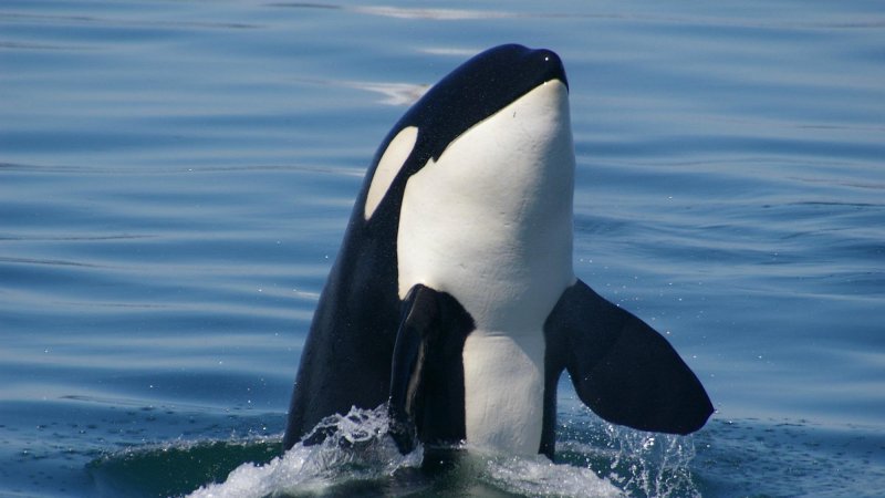 Orca emerging vertically from the water, displaying its black and white markings.