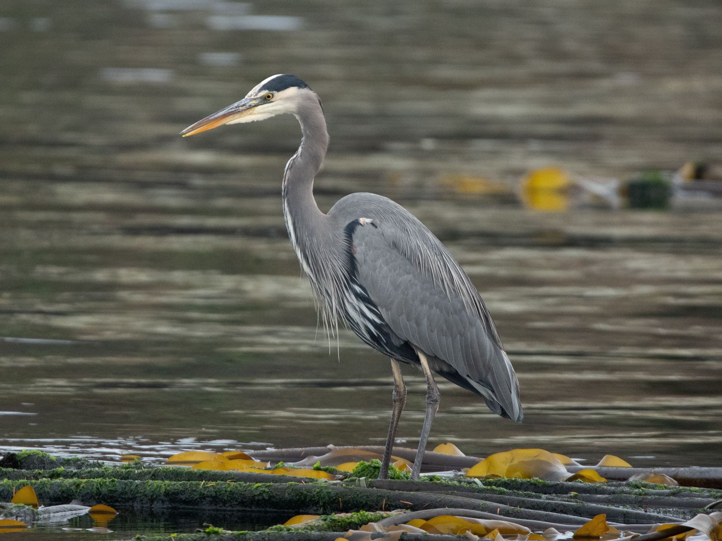 A heron standing in water with green and yellow plants floating around it.