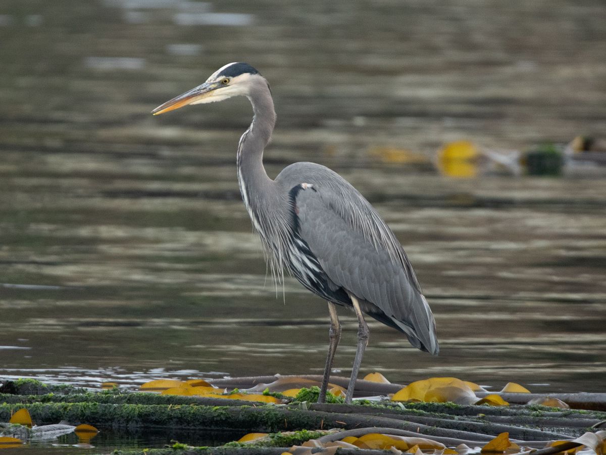 A heron standing in water with green and yellow plants floating around it.