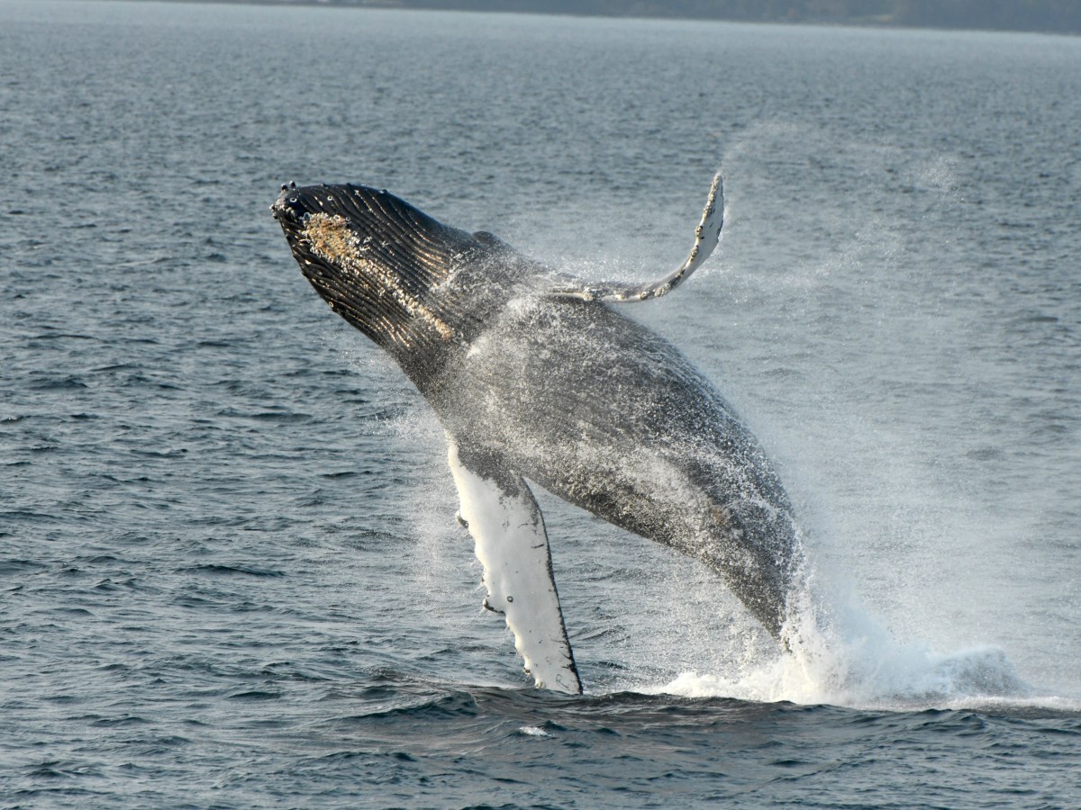 Humpback whale breaching, splashing water in a vast ocean.