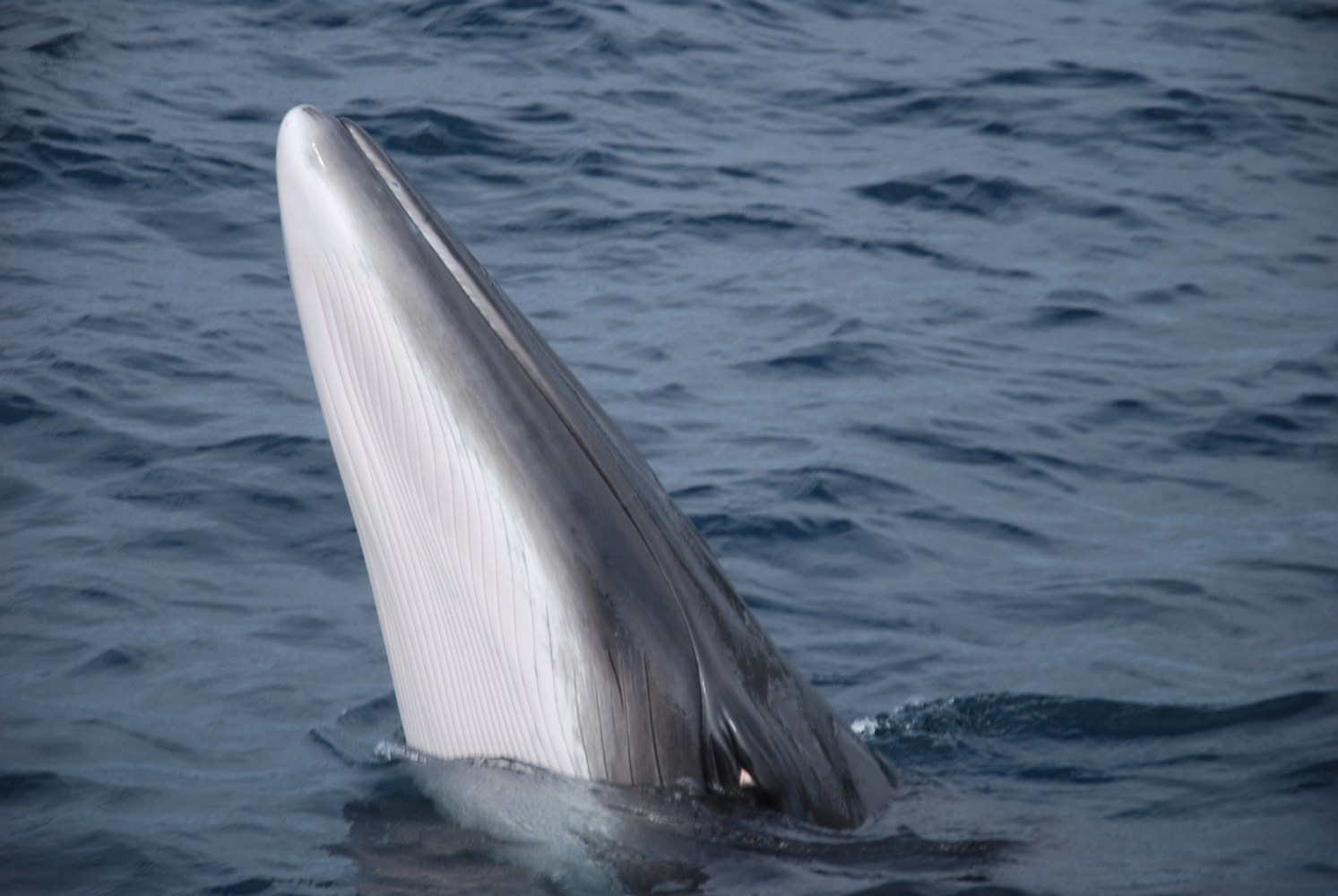 Whale partially emerging from the water with ocean waves around.