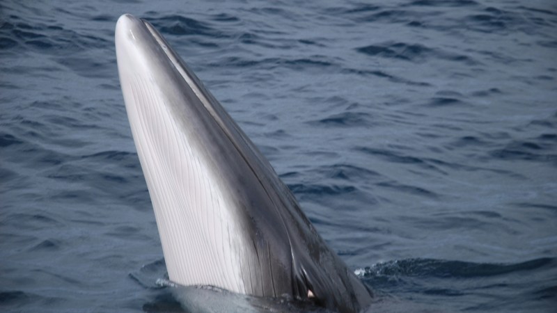 Whale partially emerging from the water with ocean waves around.