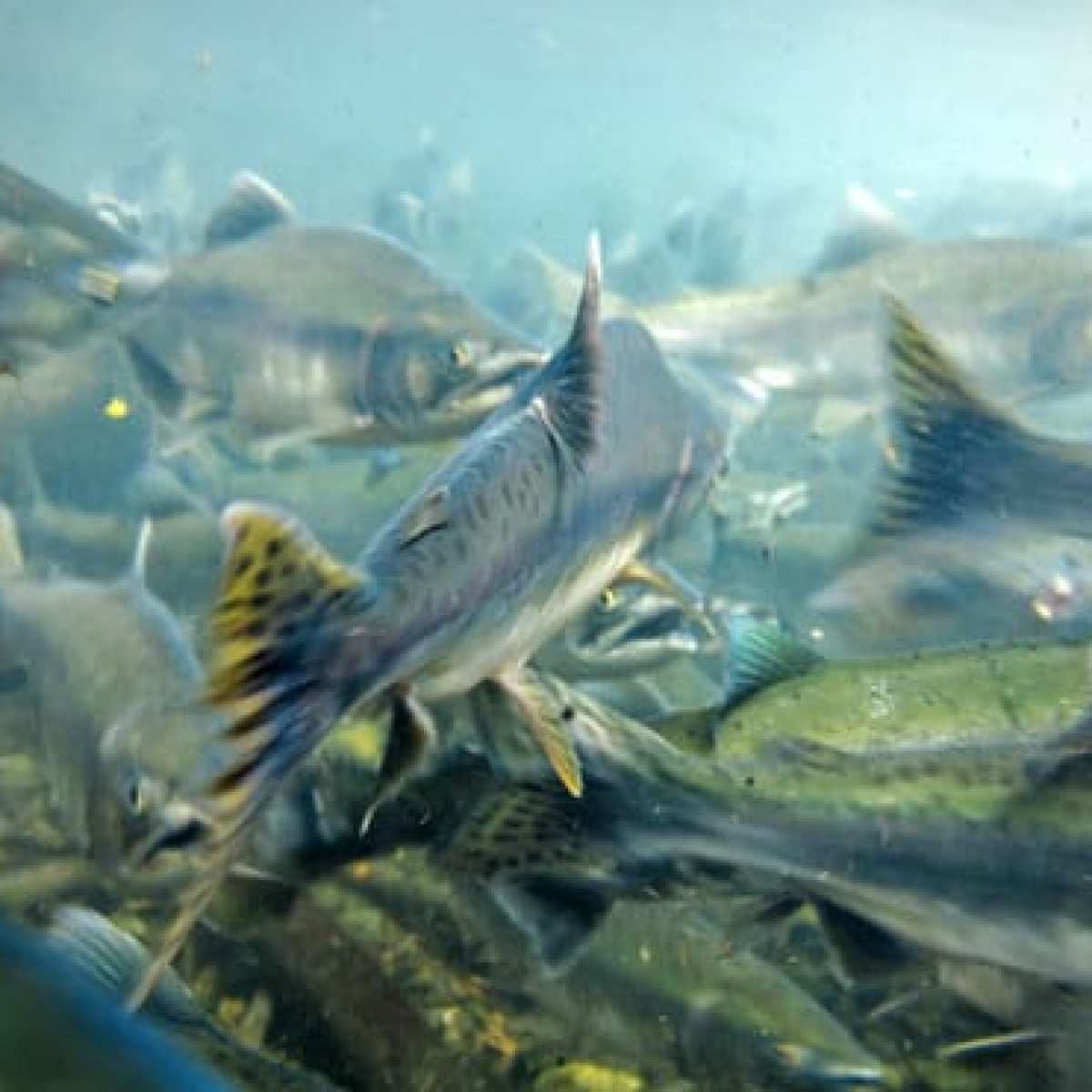 Underwater view of a school of fish swimming together.