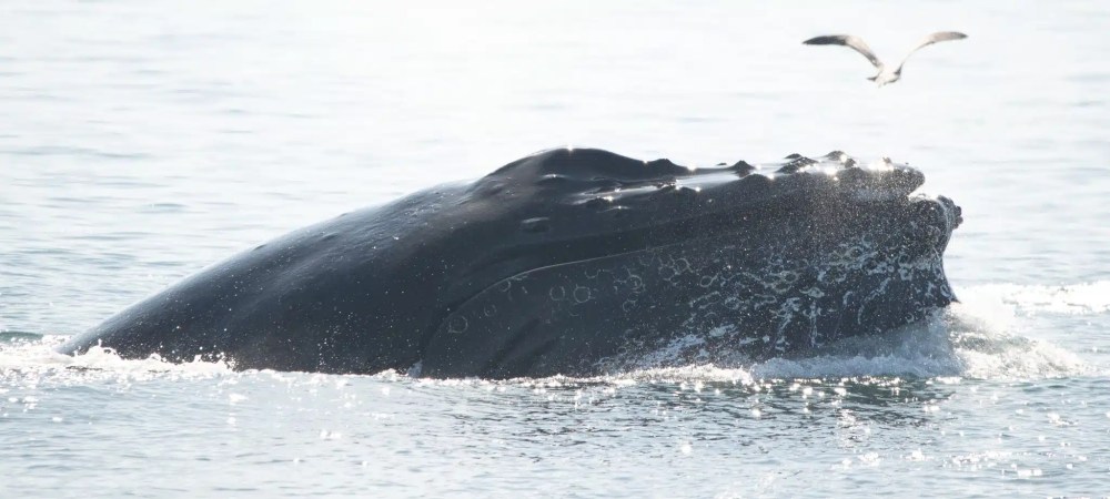 Humpback whale surfacing with a seagull flying above in the ocean.