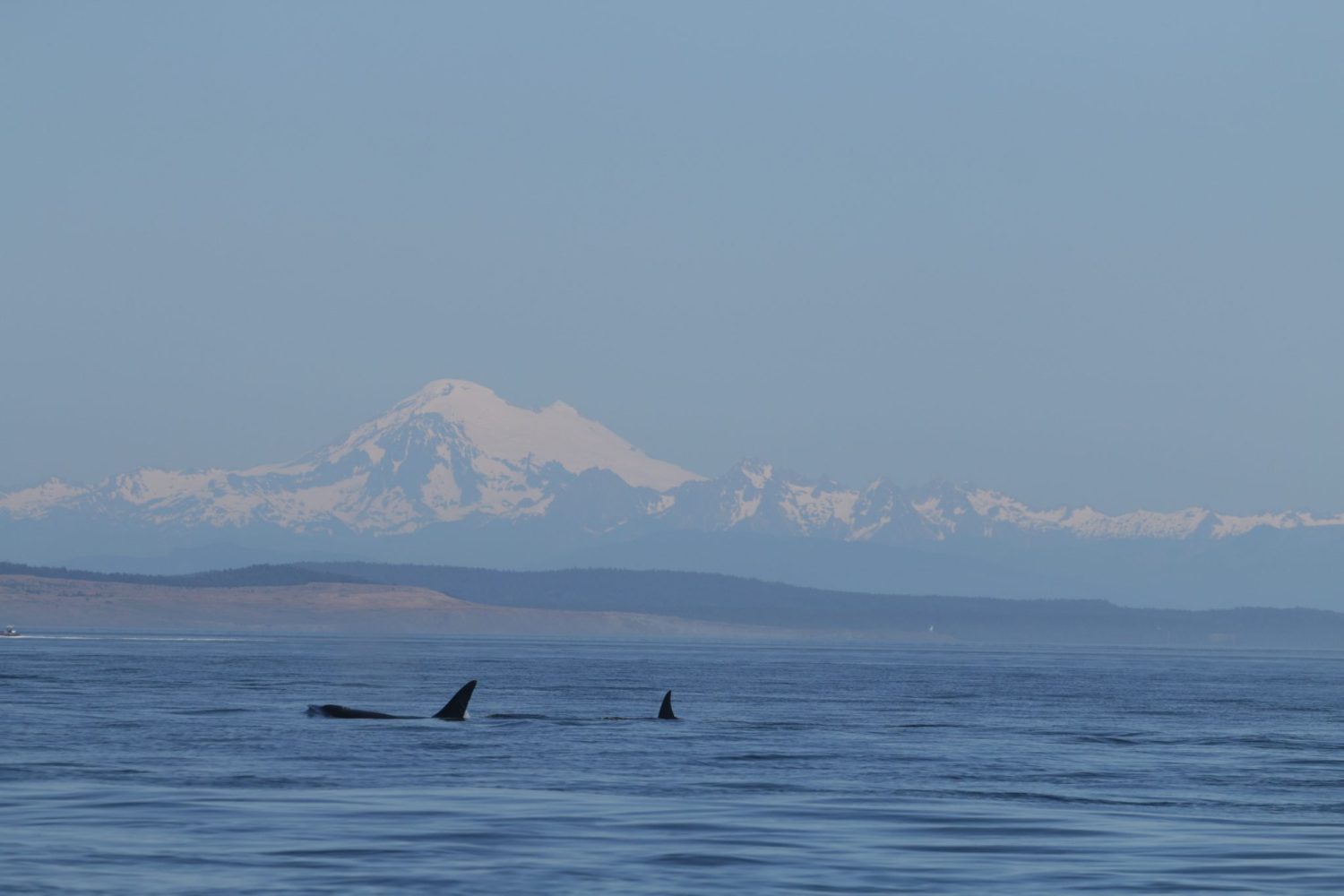 Orcas swimming in front of a snow-covered mountain under a clear blue sky.