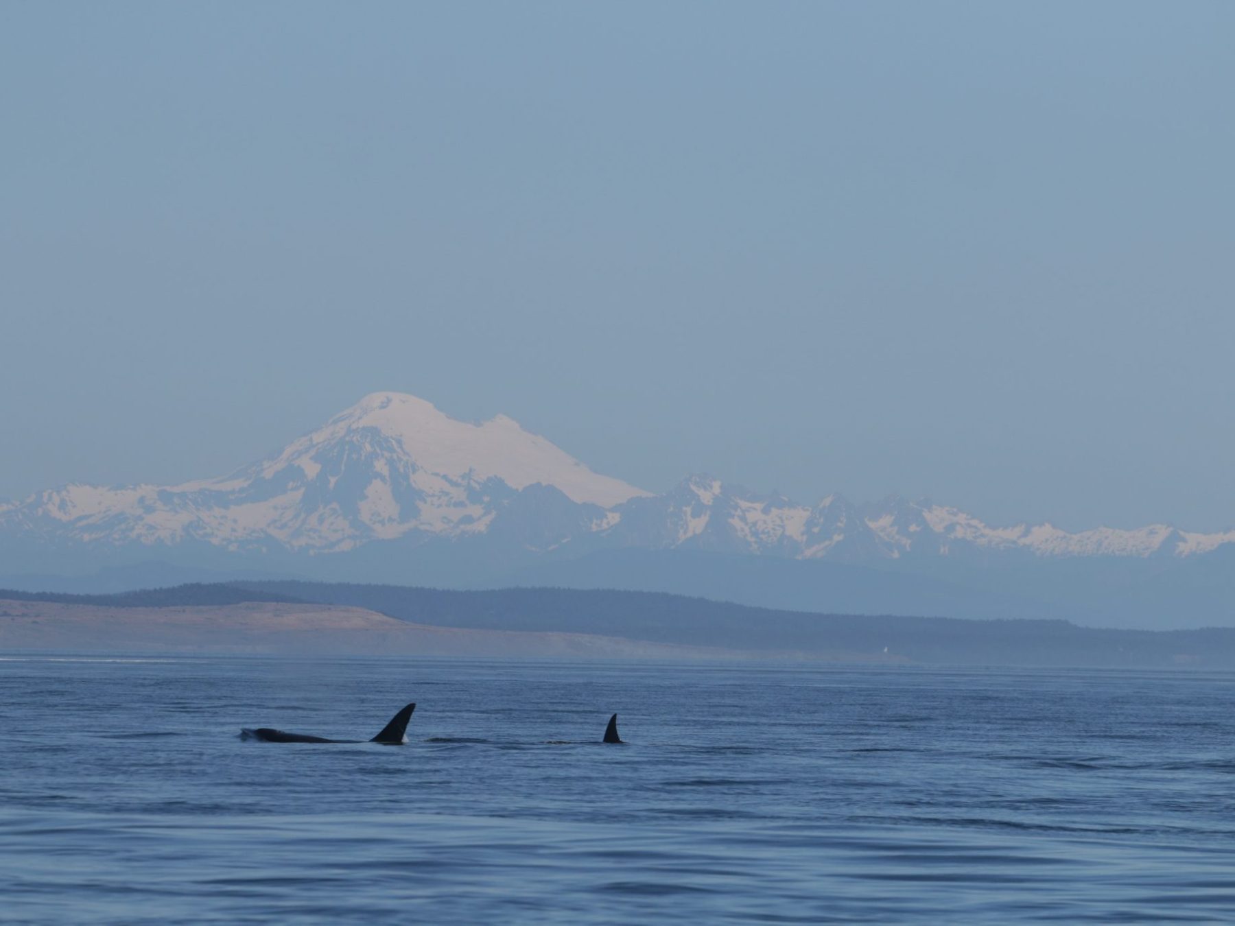 Orcas swimming in front of a snow-covered mountain under a clear blue sky.