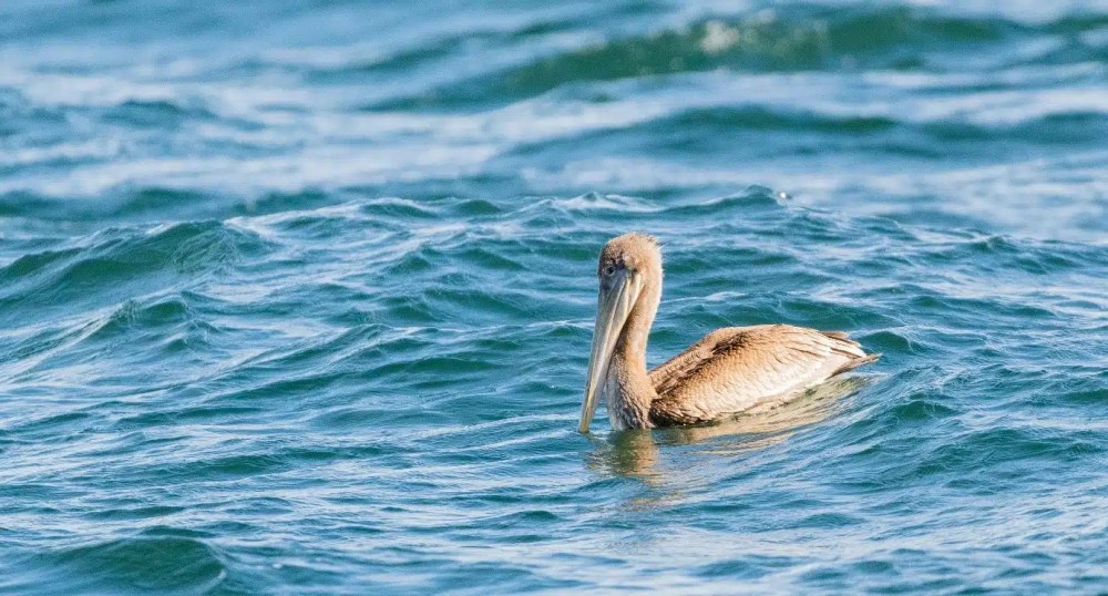 A brown pelican floating on the ocean with gentle waves.