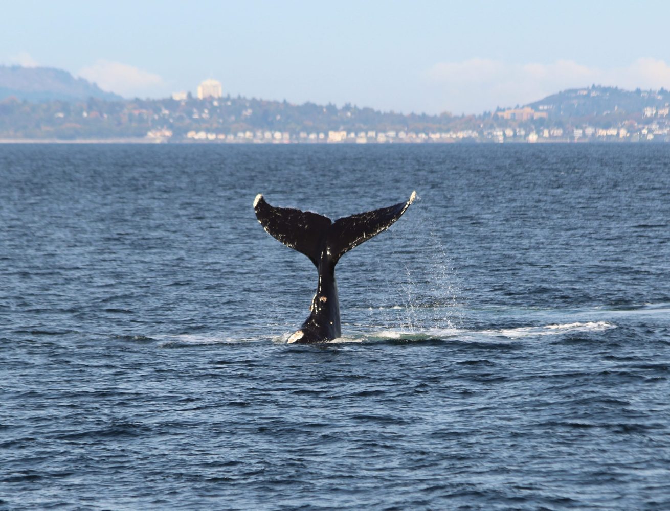 Whale tail above water with coastal town in the distance.