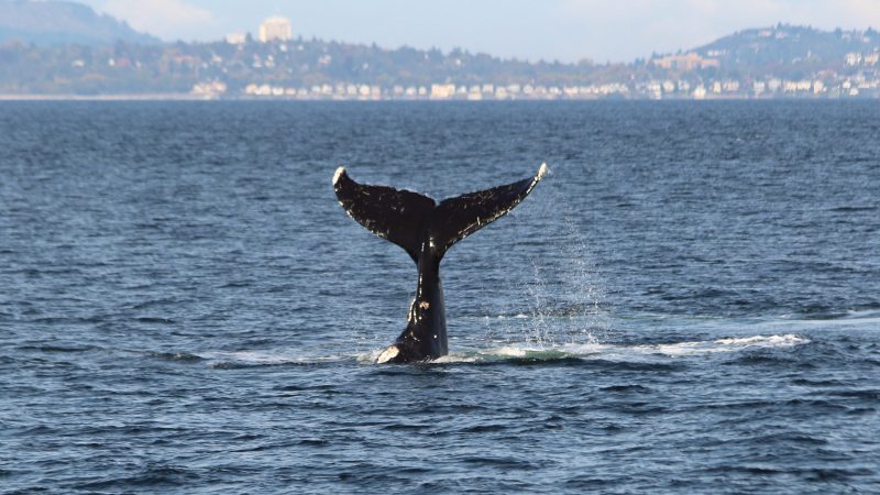 Whale tail above water with coastal town in the distance.