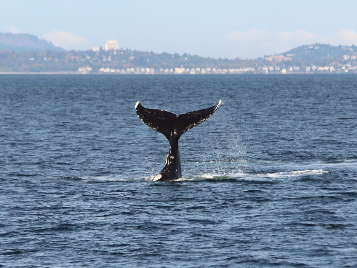 Whale tail above water with coastal town in the distance.