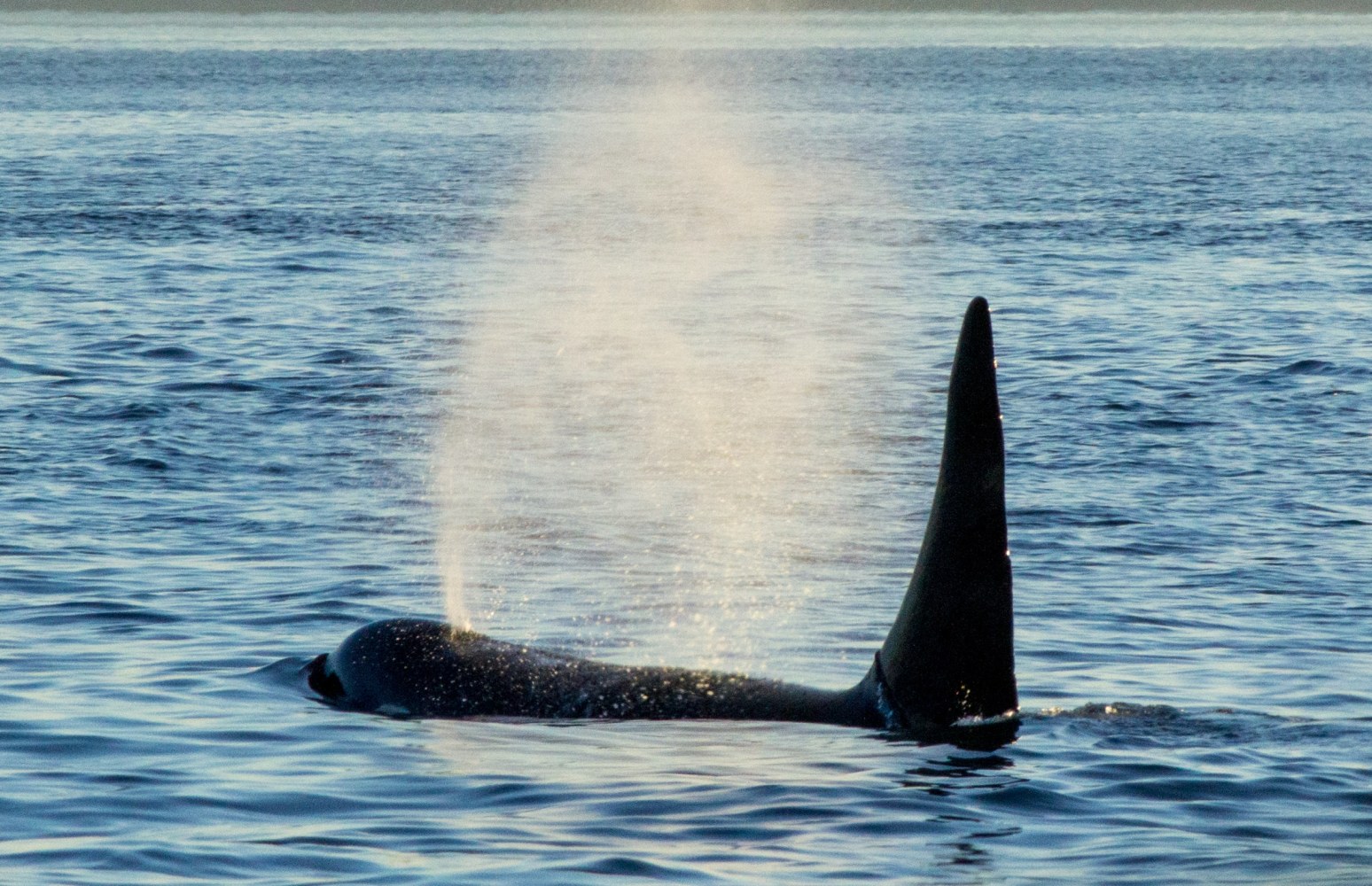 Orca swimming in the ocean, exhaling a spout of water mist into the air.