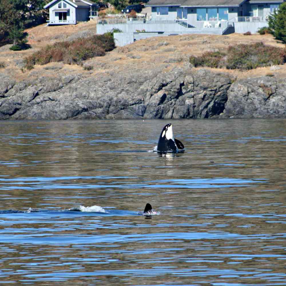 Orca breaching near rocky shoreline with houses in background.