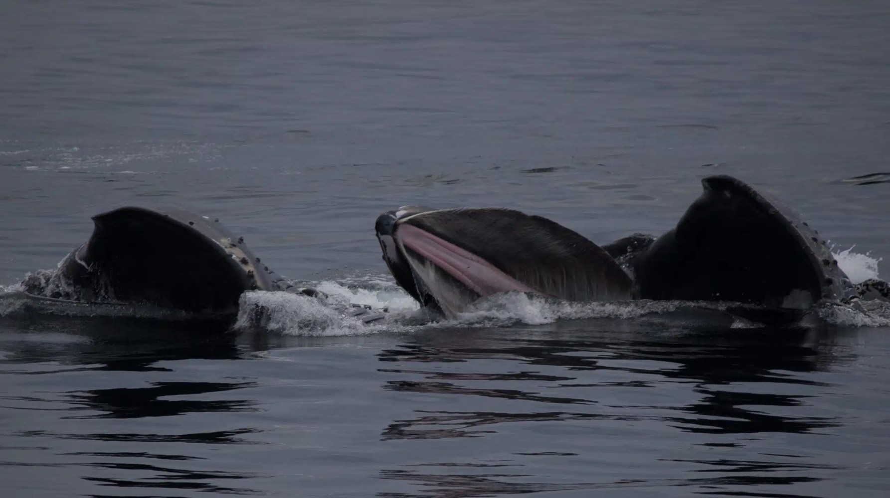 Two whales surfacing in dark, calm water with open mouths showing baleen.