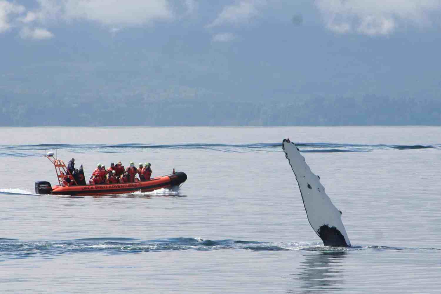 Orange boat with people near a whale fin in calm waters.