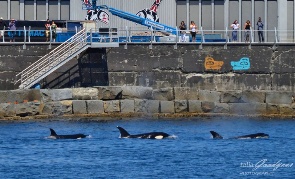 Three orcas swimming in a harbor near a waterfront with murals and people observing from a railing.