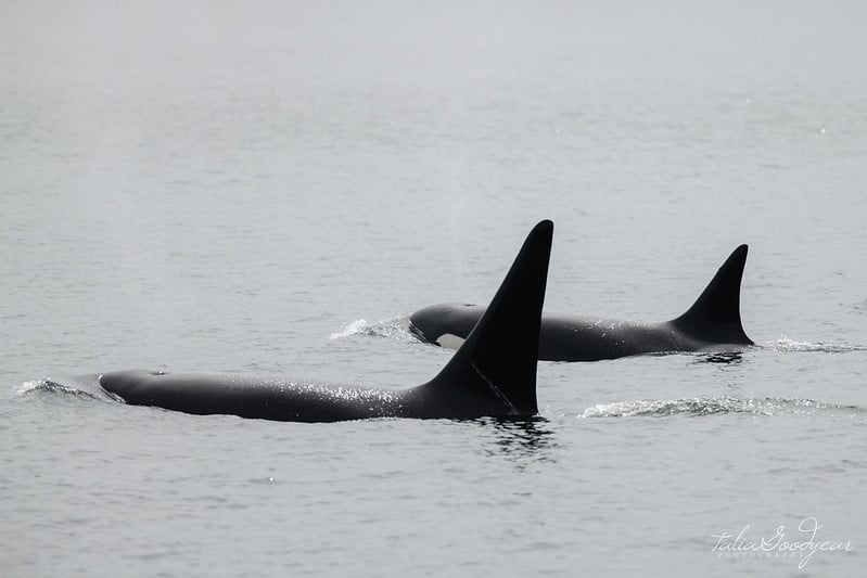 Two orcas swimming close to the water surface, showing dorsal fins.