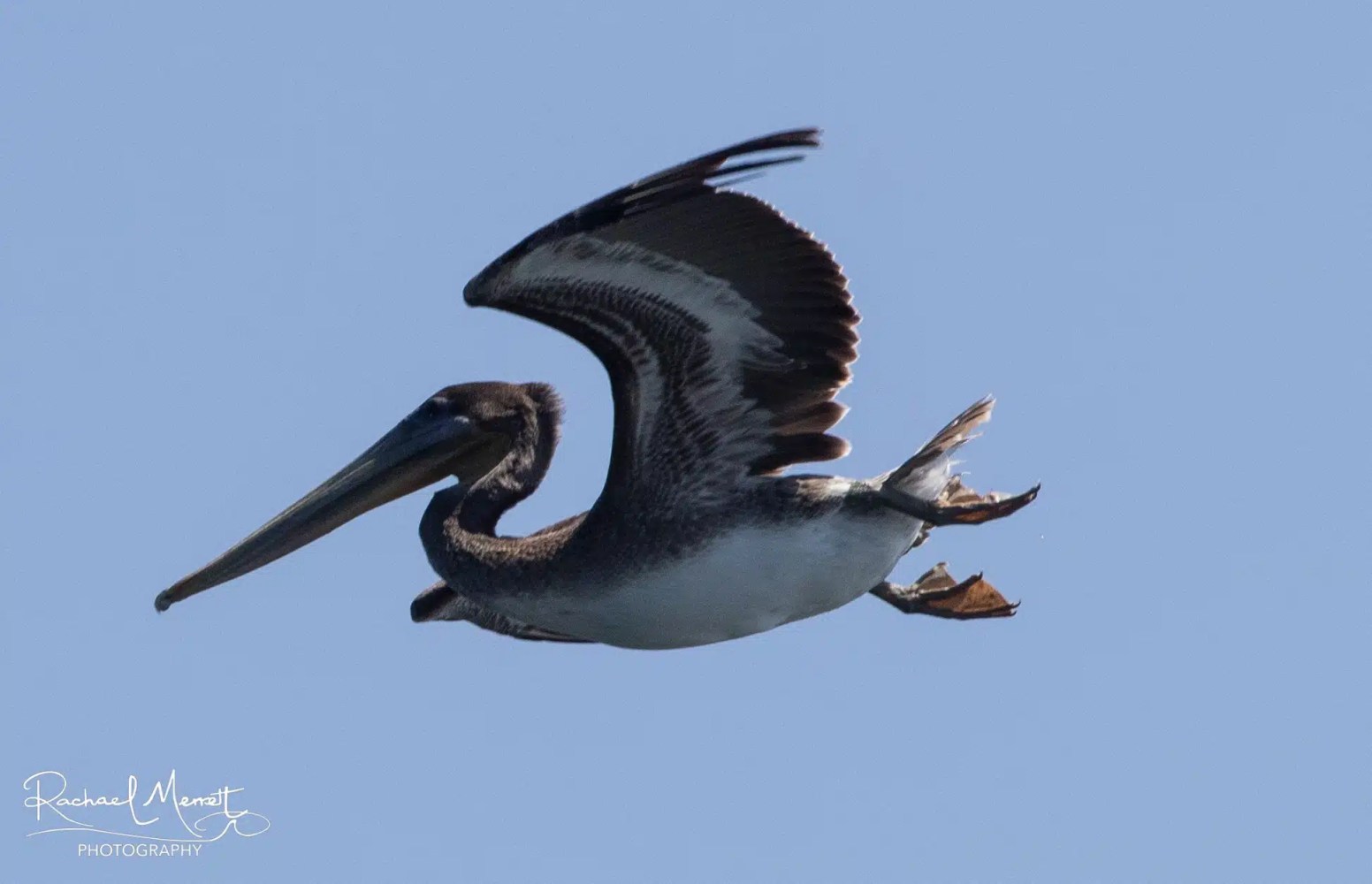A pelican gliding sideways with one wing up against a clear blue sky.