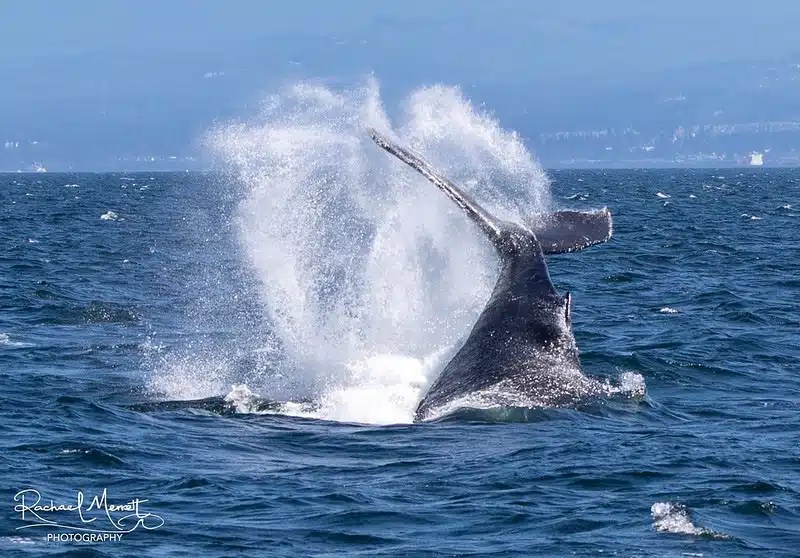 Whale tail splashing water in the ocean, captured mid-air against a clear blue sky.