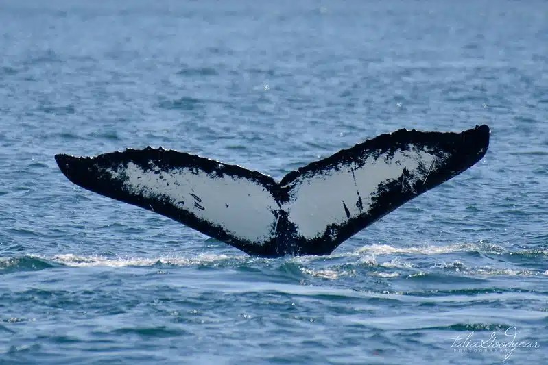 A humpback whale's tail above the water surface in the ocean.