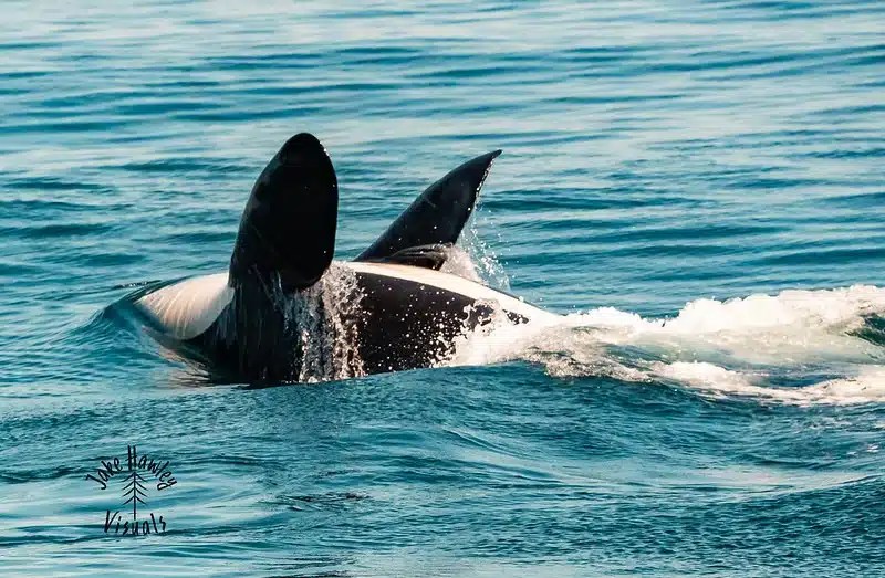 Orca fins splash through blue ocean water, creating small waves.