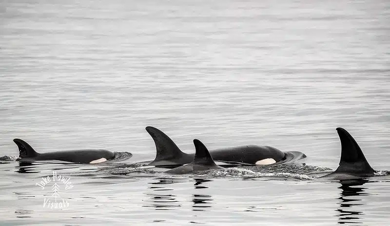 Four orcas swimming in calm water with dorsal fins visible.