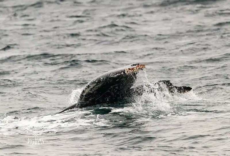 Whale's head emerging from ocean water with barnacles on its snout.