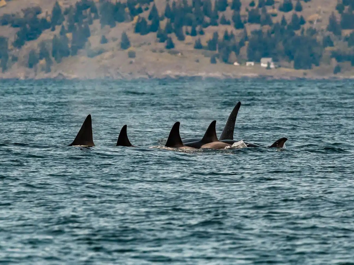 Group of orcas swimming with dorsal fins visible above water.