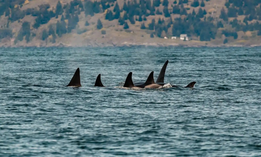 Group of orcas swimming with dorsal fins visible above water.