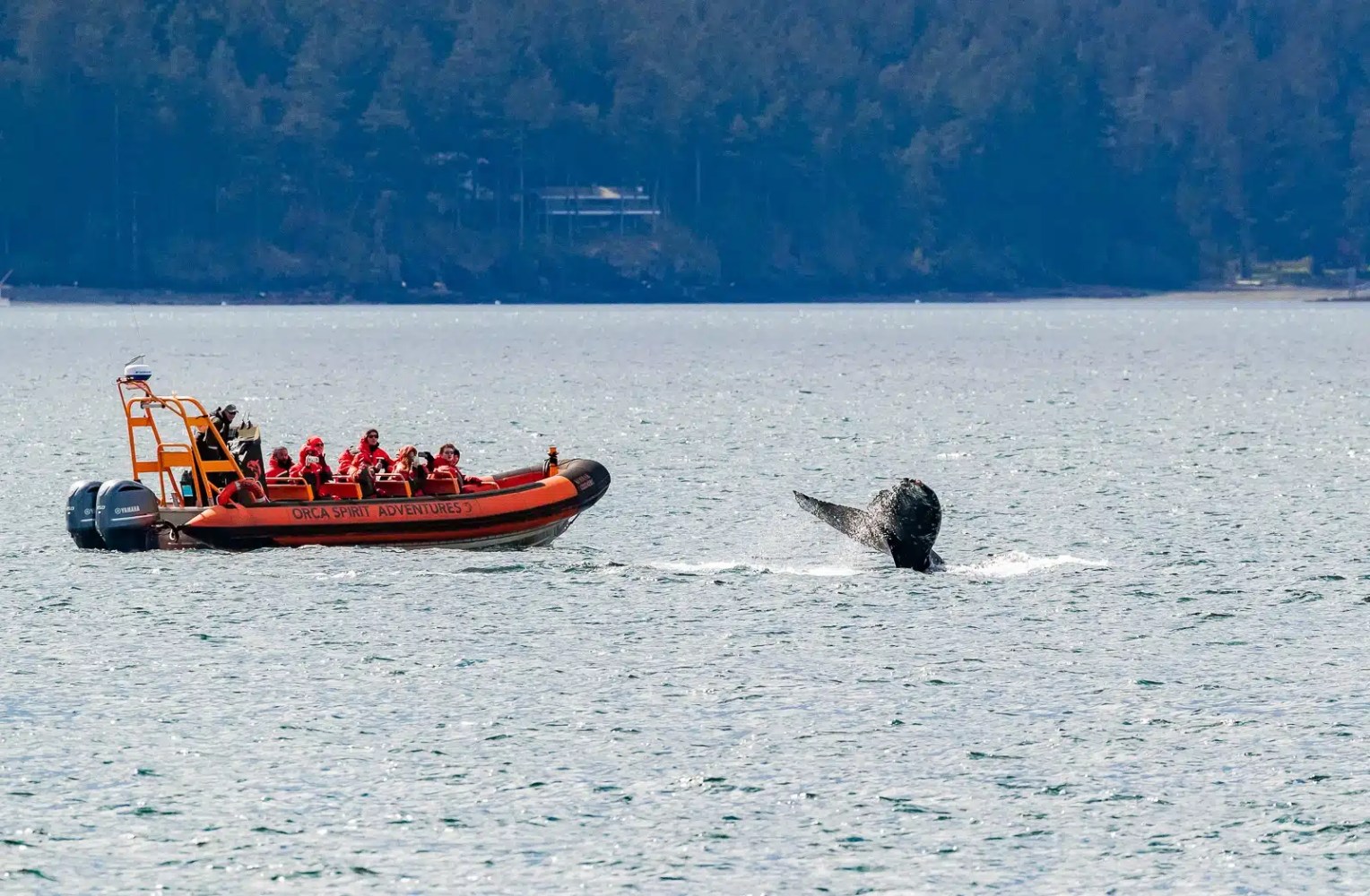 Boat with people watching whale tail in water near forested shoreline.