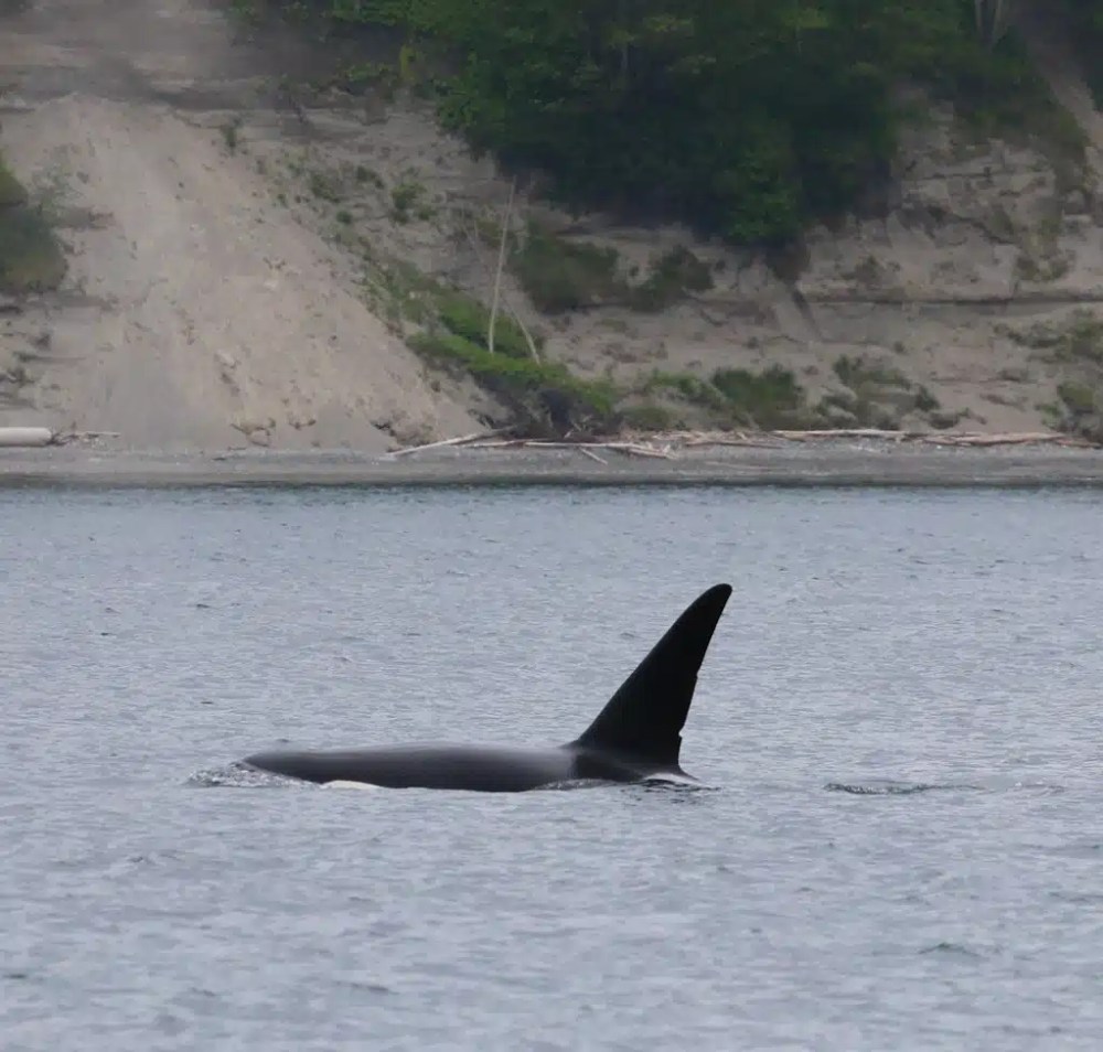 Orca fin above water near a rocky shore with trees in background.