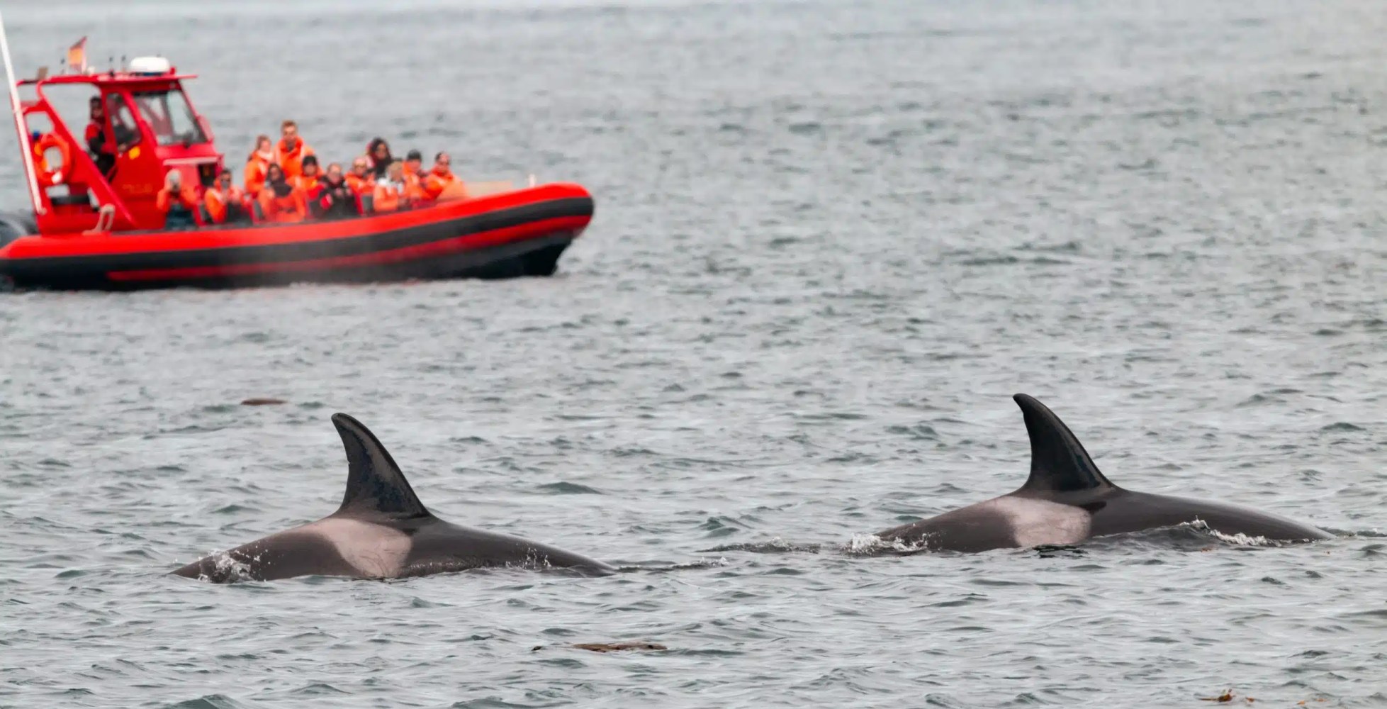 Two orcas swimming near a red boat with passengers in life jackets.