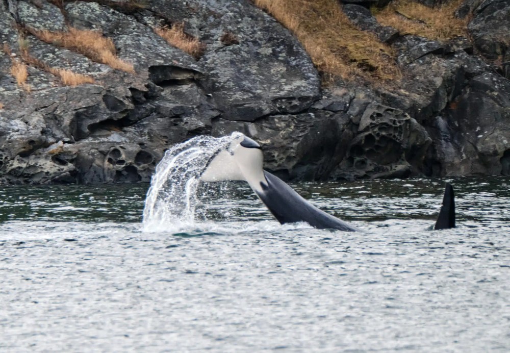 An orca breaching near rocky shore, showing dorsal fin and water splash.