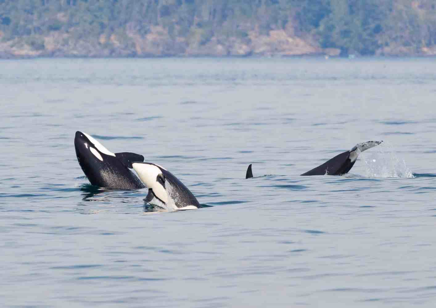 Orcas surfacing in calm water with forested coastline in background.