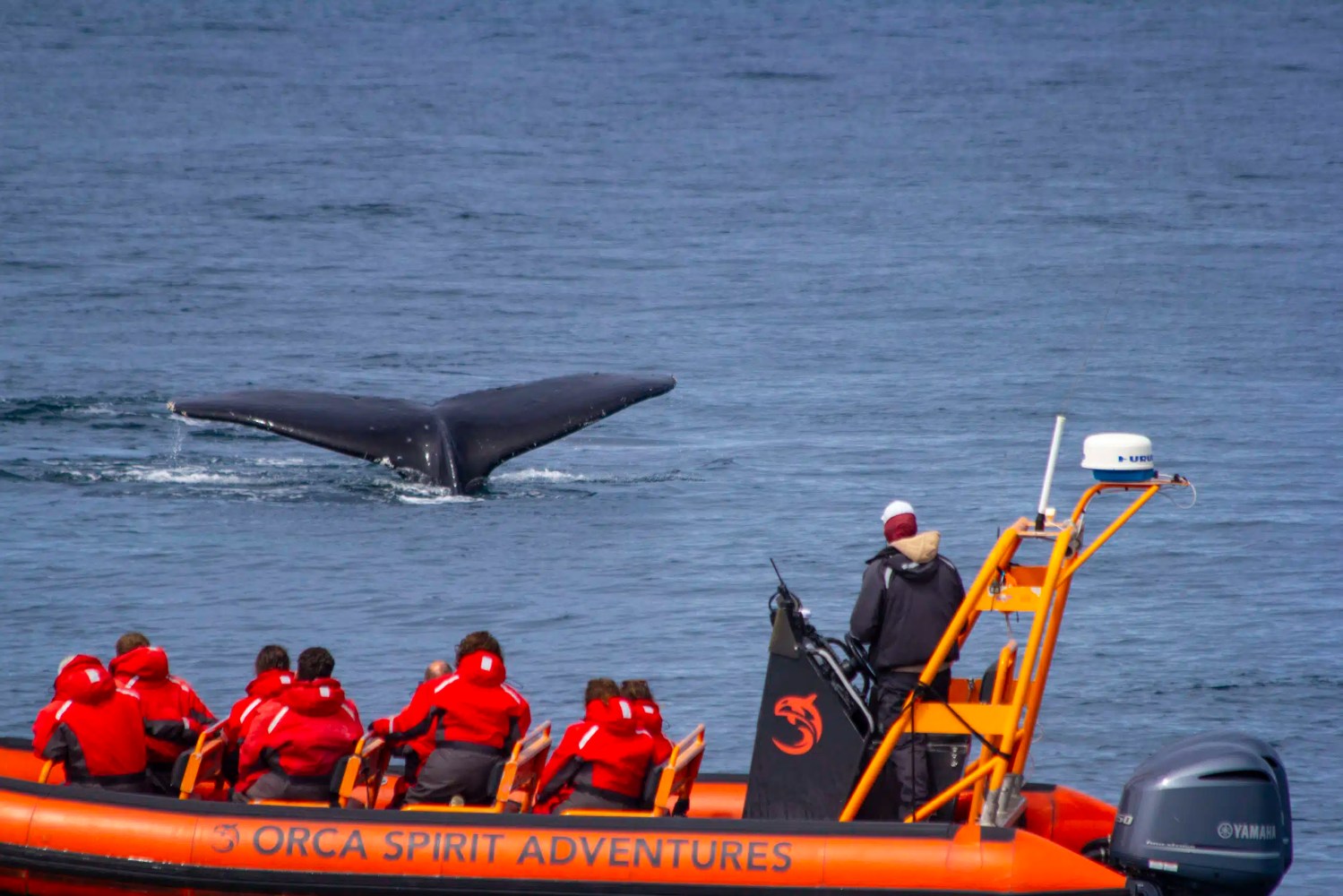 People in an orange boat watching a whale's tail in the ocean.