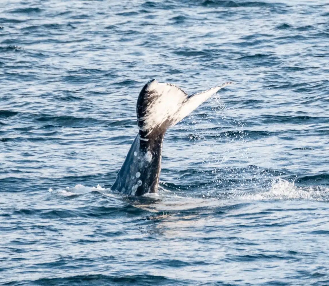 Whale tail emerging from ocean water, splashing slightly.