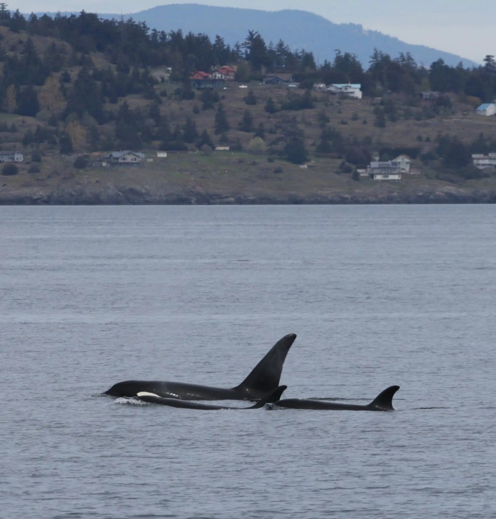 Two orcas swimming near a hilly coastline with scattered houses.