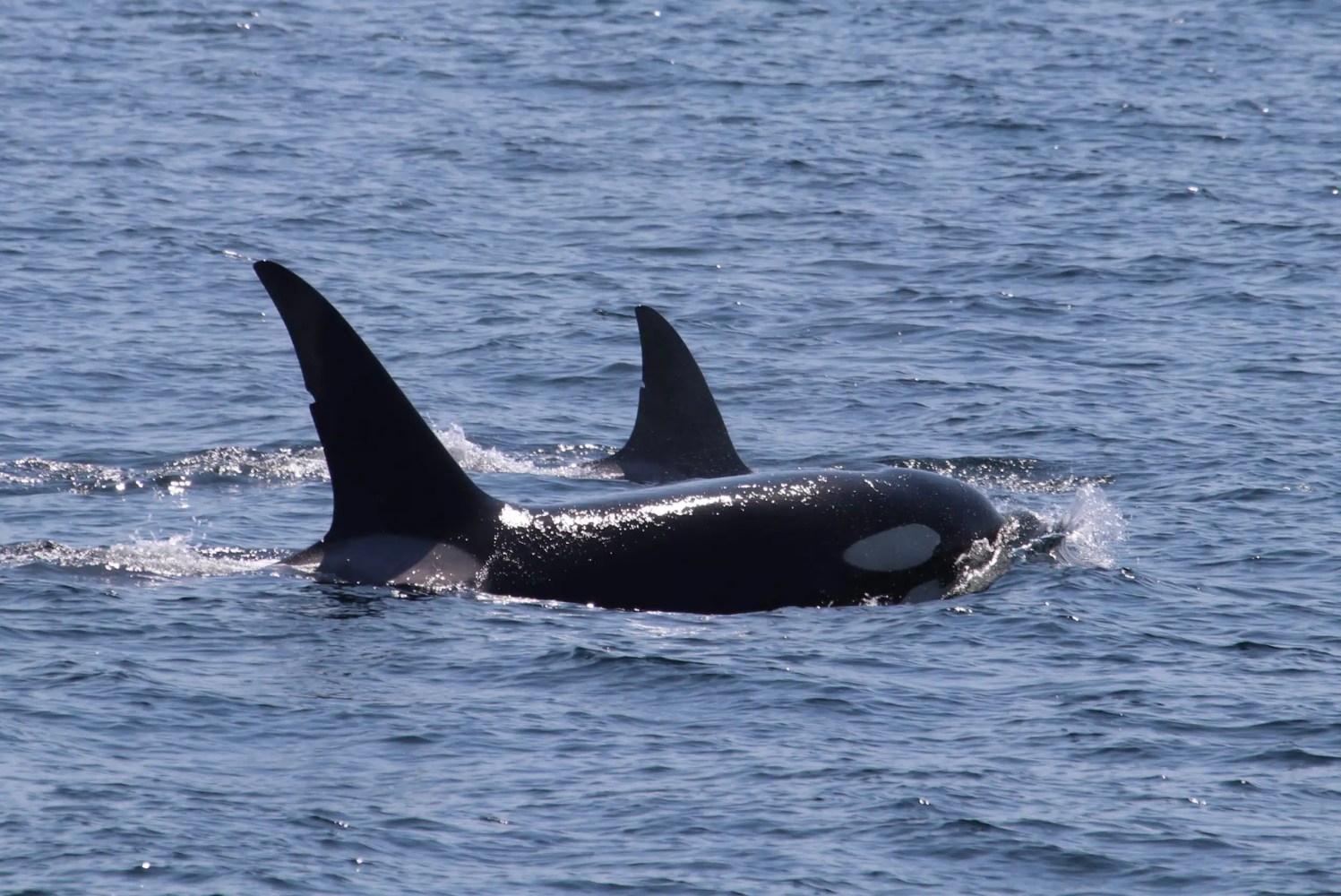 Two orcas swimming in the ocean with dorsal fins visible.