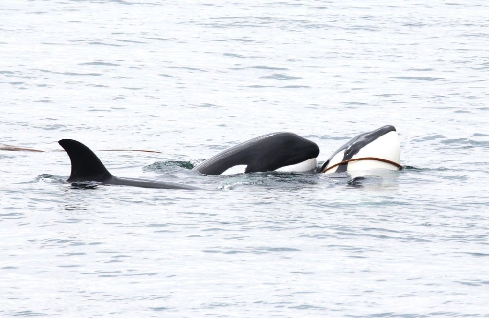 Two orcas swimming close together in open water.