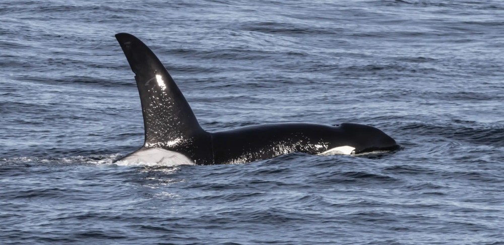 Orca swimming with dorsal fin above water in the ocean.
