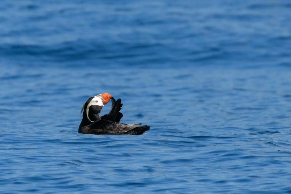 Puffin with orange beak floating on calm blue ocean water.