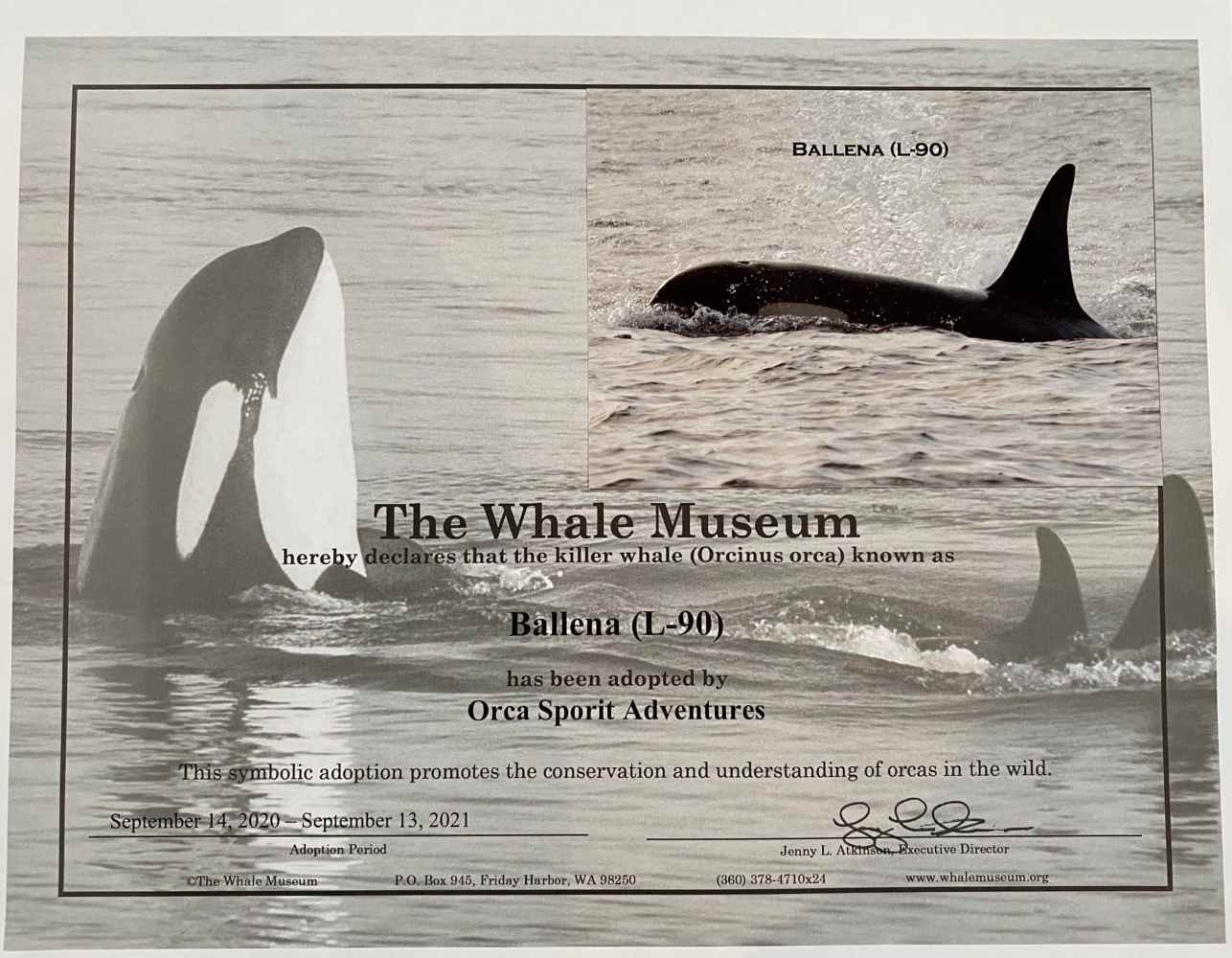 Orca adoption certificate from The Whale Museum for Ballena (L-90) by Orca Sport Adventures.