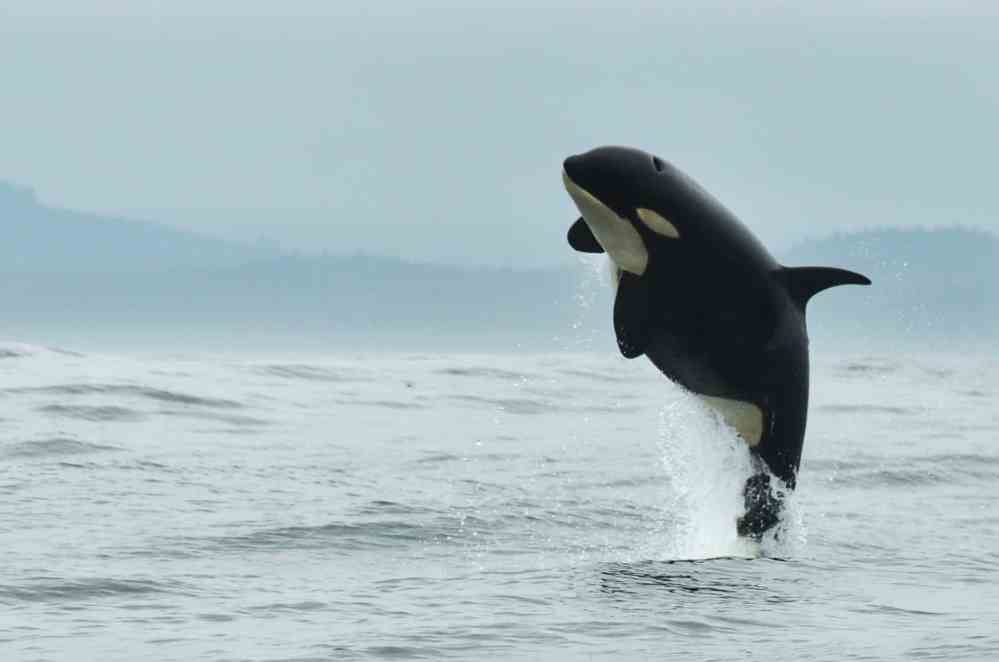 Orca breaching water with ocean and misty hills in background.