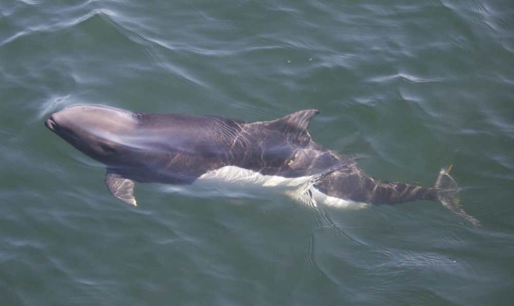 A porpoise swimming near the water's surface, partially submerged.