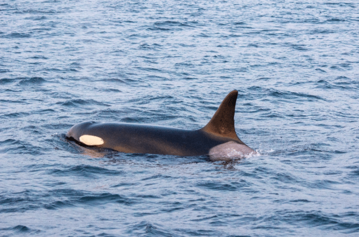 Orca swimming in the ocean with its dorsal fin above the water.