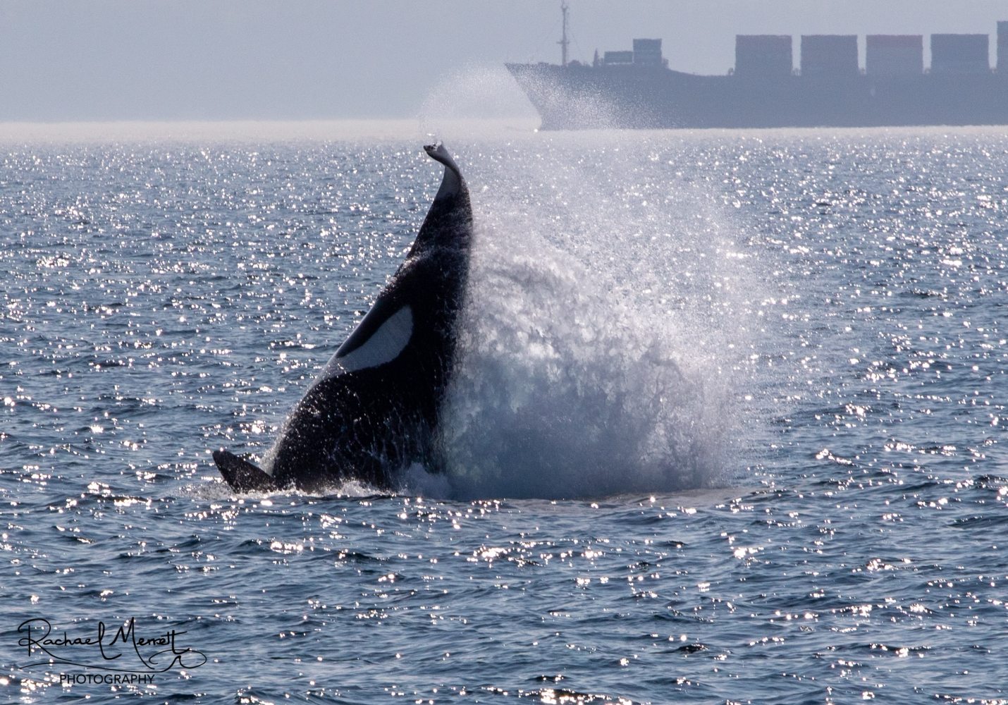 Orca breaching water with splashes, cargo ship in background on sunny day.