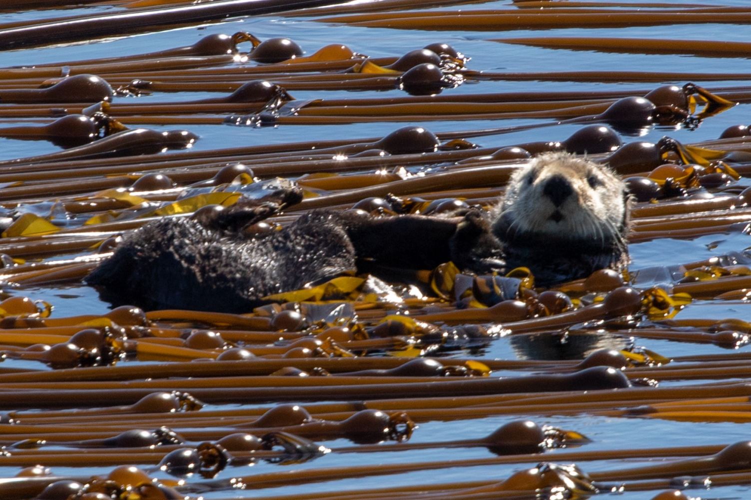 Sea otter floating among brown kelp in the water.