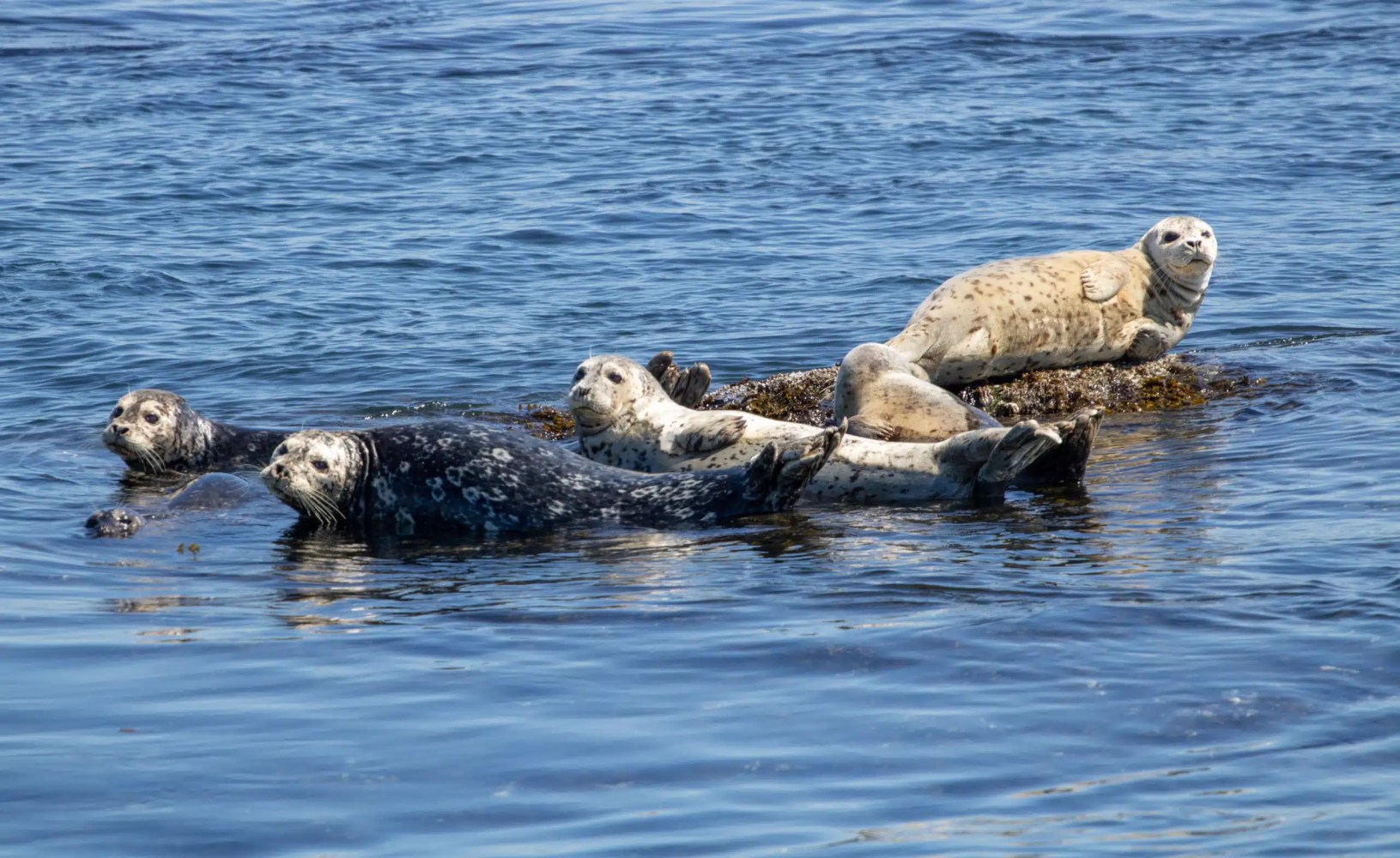 Five spotted seals resting on a small rock in calm blue water.