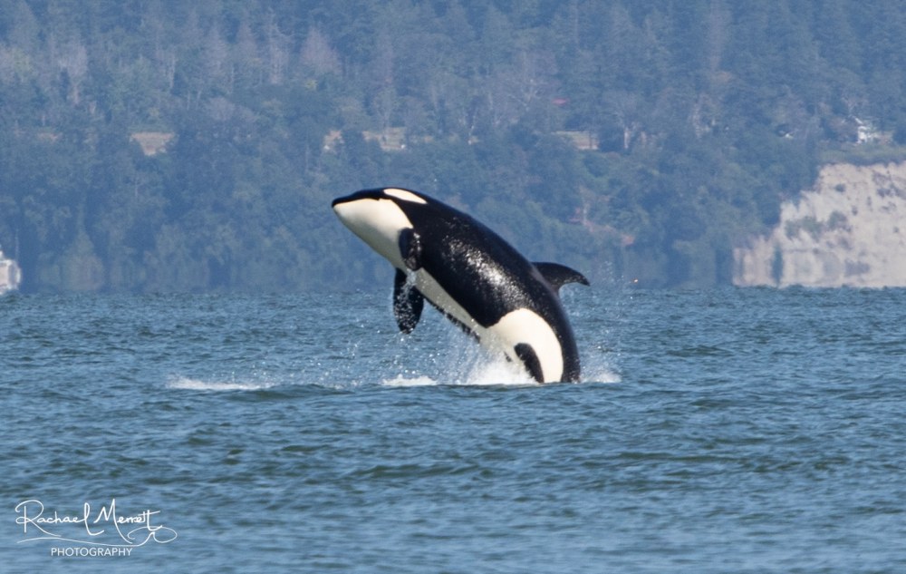 Orca breaching the water with a forested shoreline in the background.