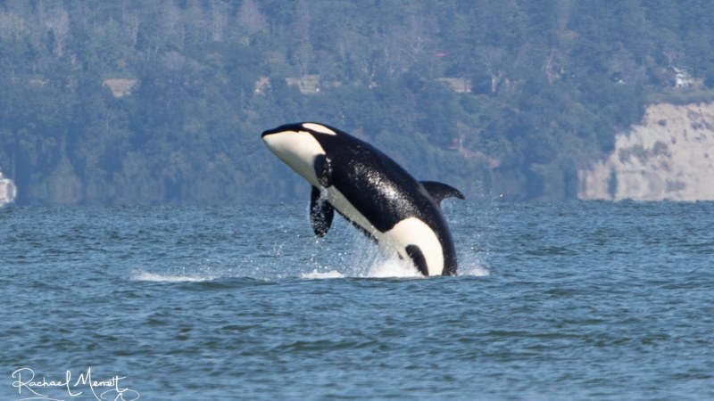 Orca breaching the water with a forested shoreline in the background.